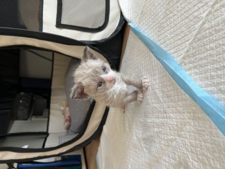 Hallo! Wir sind Juneau (grau) und Norden (schwarz), wir