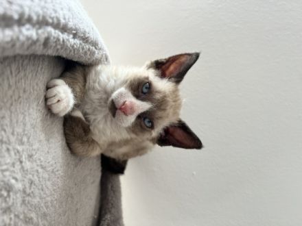 Hallo! Wir sind Juneau (grau) und Norden (schwarz), wir