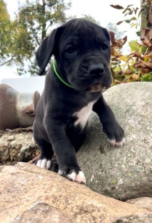 Deutsche Doggen vom Rosenhäger Brink