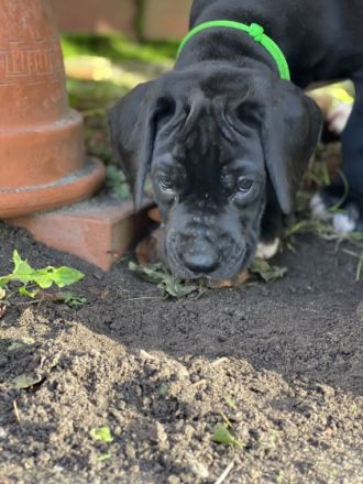 Deutsche Doggen vom Rosenhäger Brink