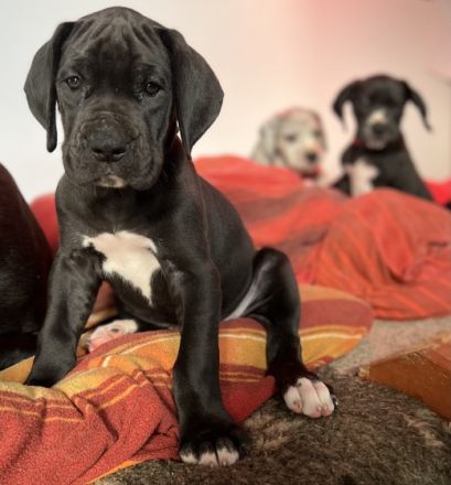 Deutsche Doggen vom Rosenhäger Brink