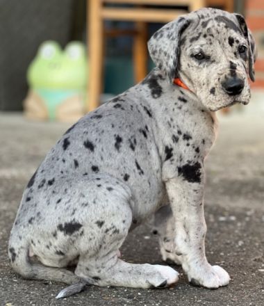 Deutsche Doggen vom Rosenhäger Brink