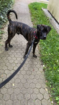 Pasha, Der Junge Mann ist 10 Monate alt und kommt mit