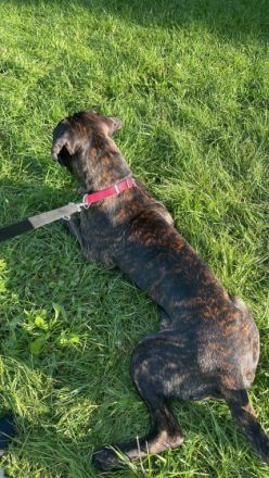 Pasha, Der Junge Mann ist 10 Monate alt und kommt mit