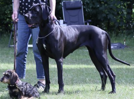 Deutsche Dogge, Welpen