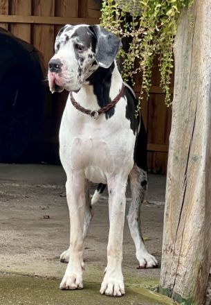 Deutsche Dogge, Welpen