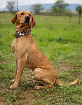 Herceg -kräftiger und bewegungsfreudiger Sportsfreund
