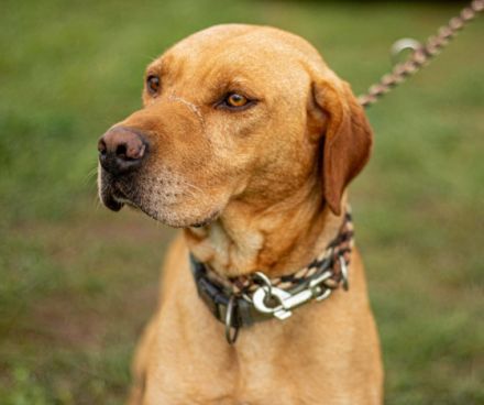 Herceg -kräftiger und bewegungsfreudiger Sportsfreund