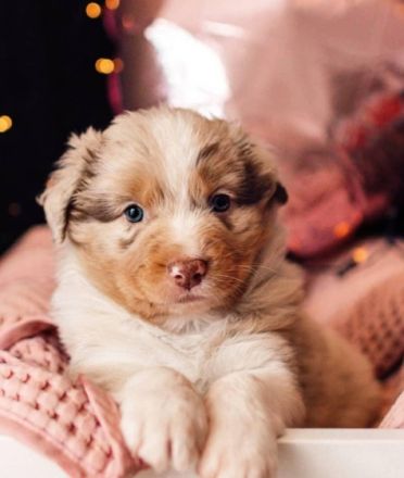 Willkommen bei den CM-THUNDERSTORMAUSSIES Wir planen