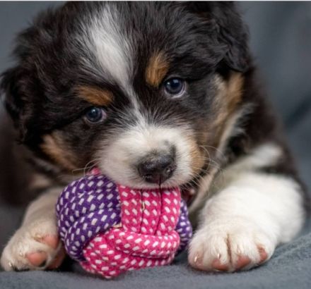 Willkommen bei den CM-THUNDERSTORMAUSSIES Wir planen