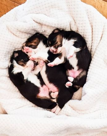 Willkommen bei den CM-THUNDERSTORMAUSSIES Wir planen