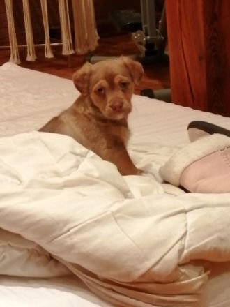 Super fitter agiler Rüdenwelpe sucht sportliche