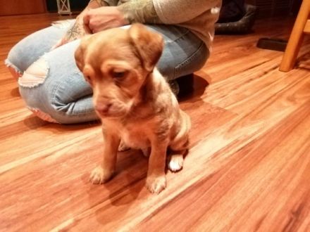 Super fitter agiler Rüdenwelpe sucht sportliche