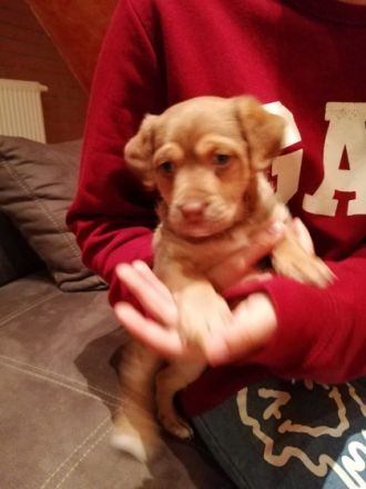 Super fitter agiler Rüdenwelpe sucht sportliche