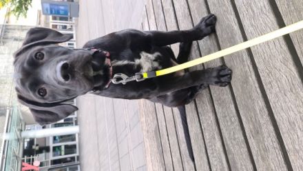 Update 17.11.2022 Die kleine Mqus sucht dringend ein