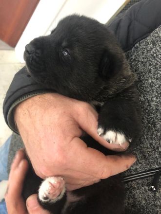 American-Akita Familien-, Wach- und Begleithunde