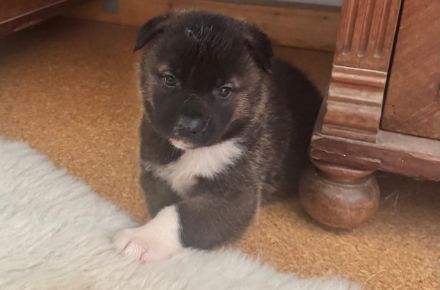 American-Akita Familien-, Wach- und Begleithunde