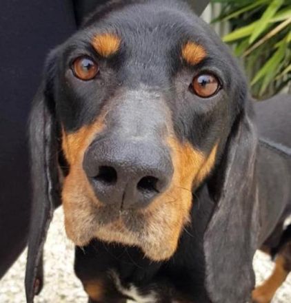 Jacko (Mischling Bracke-X)