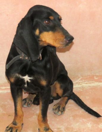 Jacko (Mischling Bracke-X)