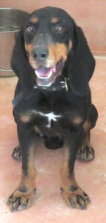 Jacko (Mischling Bracke-X)