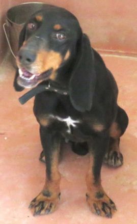 Jacko (Mischling Bracke-X)