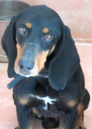 Jacko (Mischling Bracke-X)