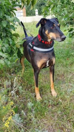 Aramis, geb. 01.03.2020, 62 cm groß und 26 kg schwer,