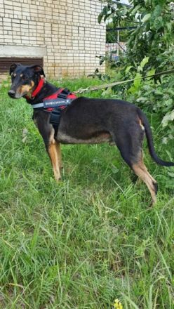 Aramis, geb. 01.03.2020, 62 cm groß und 26 kg schwer,