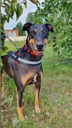 Aramis, geb. 01.03.2020, 62 cm groß und 26 kg schwer,