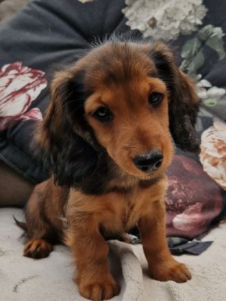 Wenn Sie auf der Suche nach einem gesunden typvollen