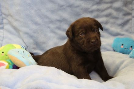 Wir haben noch zwei braune Rüden zu vergeben. Sie