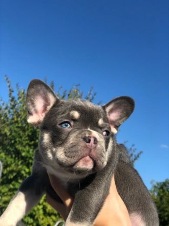 Wir haben noch einen 1 Rüde und 1 Hündin aus unserem