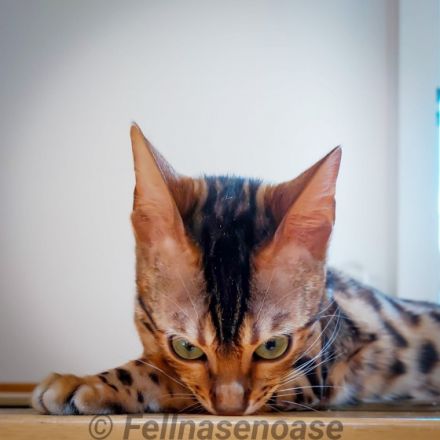 Wir haben 2 ganz tolle, verschmuste Mädchen in den