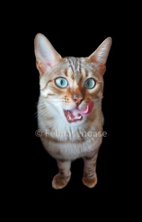 Wir haben 2 ganz tolle, verschmuste Mädchen in den