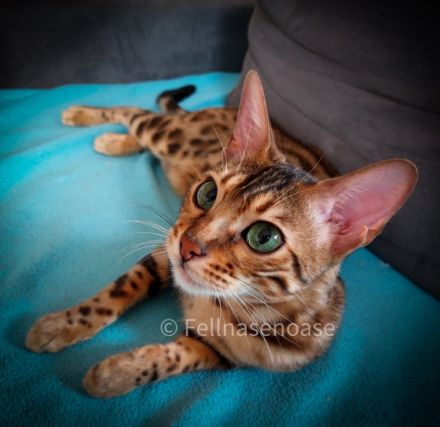 Wir haben 2 ganz tolle, verschmuste Mädchen in den