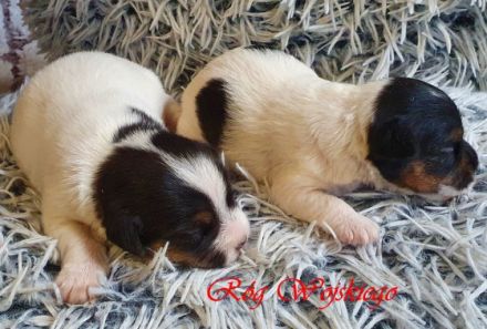 Wir bieten Parson Russell Terrier Welpen zum Verkauf an