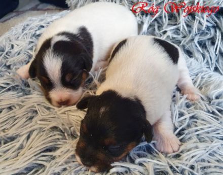 Wir bieten Parson Russell Terrier Welpen zum Verkauf an