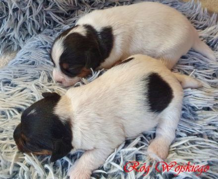 Wir bieten Parson Russell Terrier Welpen zum Verkauf an