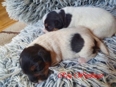 Wir bieten Parson Russell Terrier Welpen zum Verkauf an