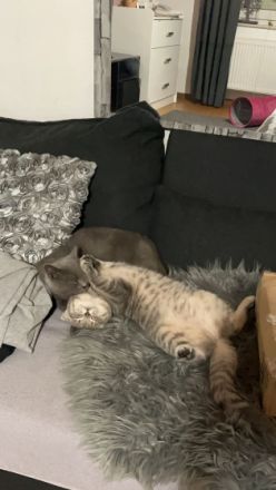 6 Monate alte kitten Weibchen abzugeben.Sehr verschmust