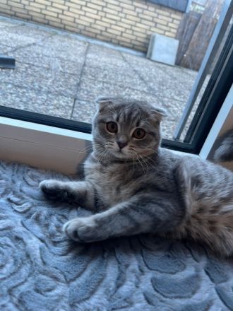 6 Monate alte kitten Weibchen abzugeben.Sehr verschmust