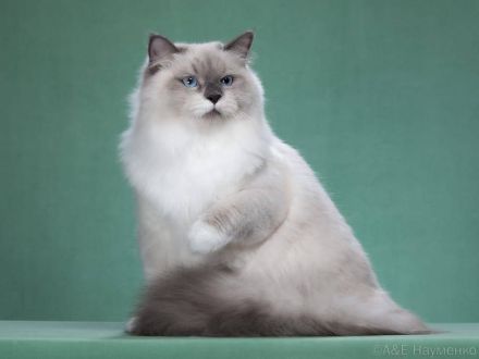 Unser Zucht "Baltijas Skaistums" bietet 3 Kätzchen