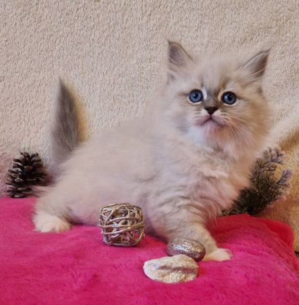 Unser Zucht "Baltijas Skaistums" bietet 3 Kätzchen