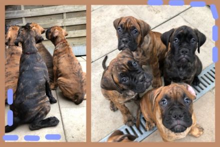 Hallo liebe Boxerfreunde! Hier erstmal ein kurzer