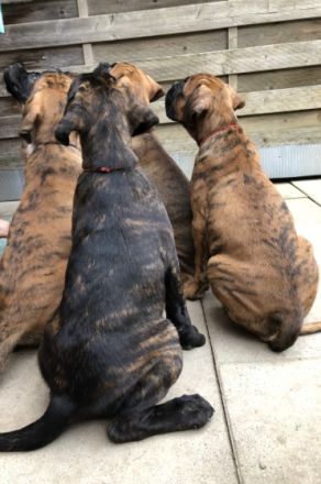 Hallo liebe Boxerfreunde! Hier erstmal ein kurzer