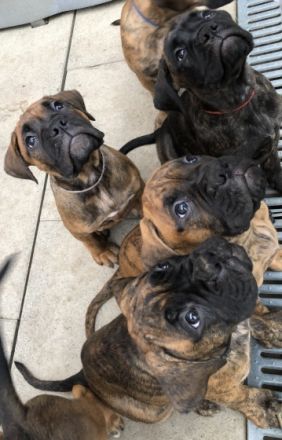 Hallo liebe Boxerfreunde! Hier erstmal ein kurzer