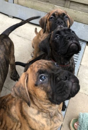 Hallo liebe Boxerfreunde! Hier erstmal ein kurzer