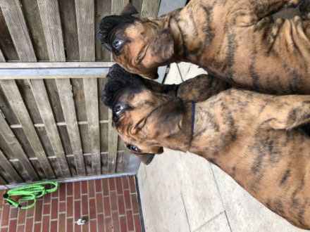 Hallo liebe Boxerfreunde! Hier erstmal ein kurzer