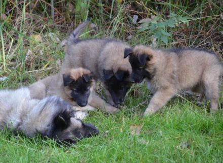 Wir suchen für unsere Welpen aktive Menschen. Sie