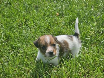 Lustige, kernige Jack Russell Rüden